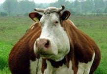 O olho do dono engorda a vaca
