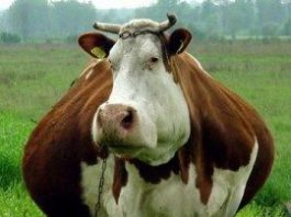 O olho do dono engorda a vaca
