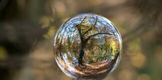 Como fazer consultoria ambiental: árvore vista a partir do reflexo em uma boa de vidro, colocado sobre um pedaço de madeira